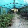 Covered Plant House at Park, Meerut
